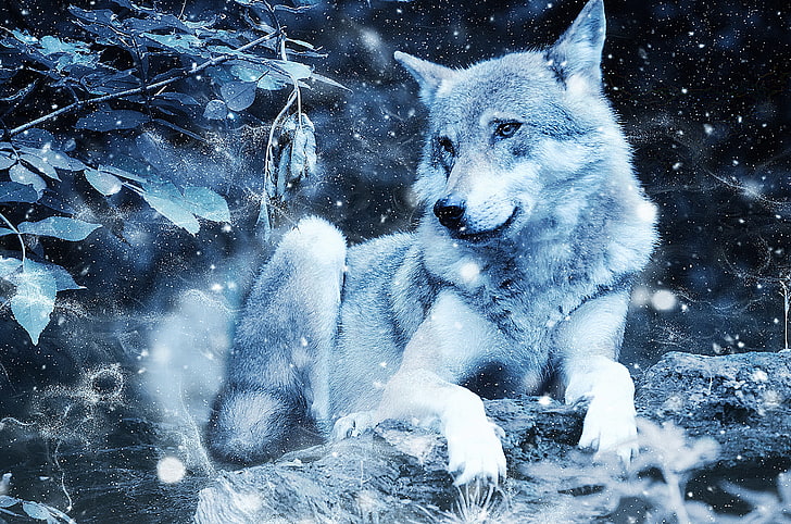 white and gray wolf, wolf, photoshop, predator, wildlife, HD wallpaper