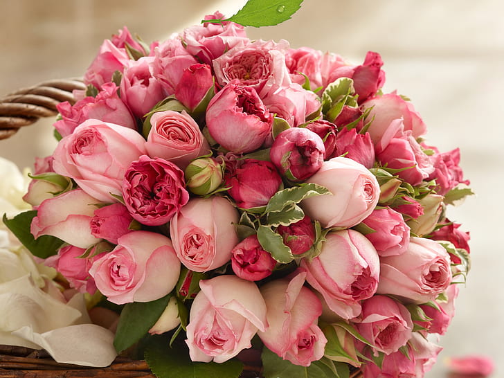 Bunga mawar merah muda, buket indah, Merah Muda, Mawar, Bunga, Cantik, Buket, Wallpaper HD