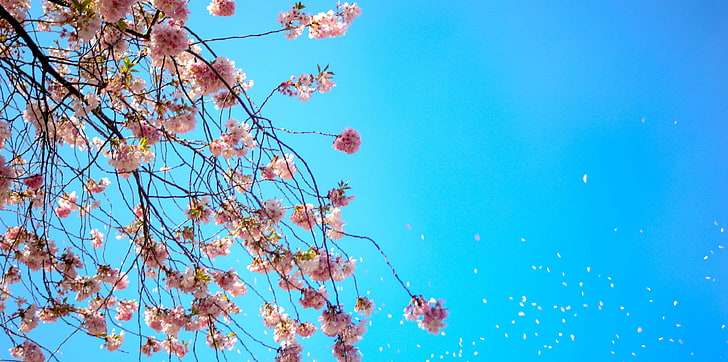 Flor, flores, azul, cielo azul, flor de cerezo, flores, pétalos, rosa,  primavera, Fondo de pantalla HD | Wallpaperbetter