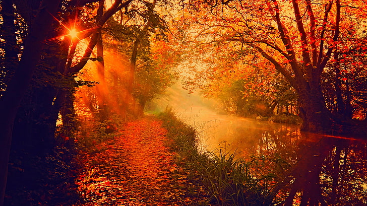 orange maple trees, trees, river, sun rays, fall, HD wallpaper