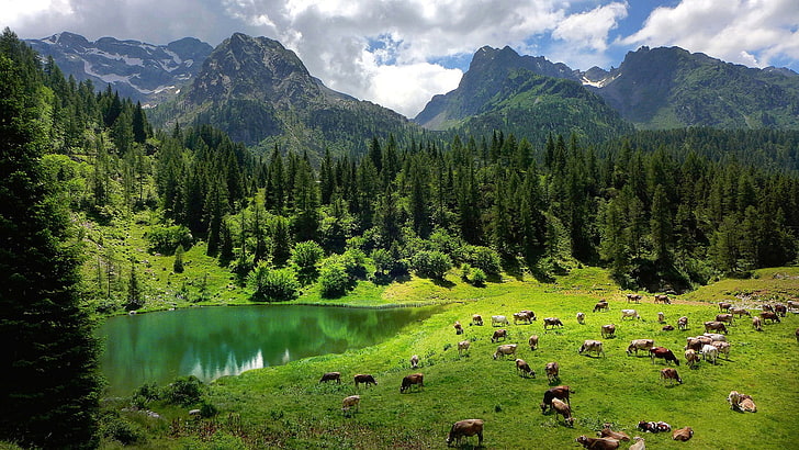 green leafed trees, nature, landscape, trees, forest, Alps, Italy, water, lake, animals, cow, pine trees, mountains, clouds, grass, reflection, field, HD wallpaper