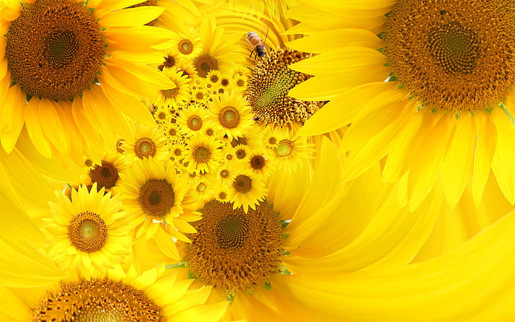 Yellow Sunflowers, yellow, sunflowers, HD wallpaper