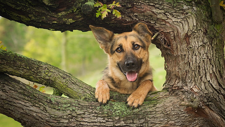 German shepherd, dog, wood, tree, black and tan german shepherd, German, Shepherd, Dog, Wood, Tree, HD wallpaper