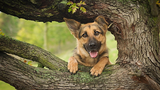 Gembala Jerman, anjing, kayu, pohon, Gembala Jerman hitam dan tan, Gembala Jerman, Anjing, Kayu, Pohon, Wallpaper HD HD wallpaper