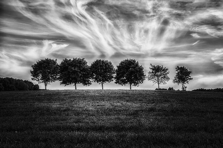 полутоновое фото деревьев во время облачного неба, черно-белое, оттенки серого, фото, деревья, облачно, небо, weiß, bw, природа, дерево, на открытом воздухе, трава, пейзаж, сельская сцена, луг, HD обои