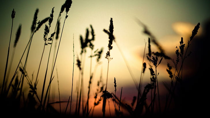 Grass silhouette, silhouette of wheat, photography, 2560x1440, grass, silhouette, HD wallpaper