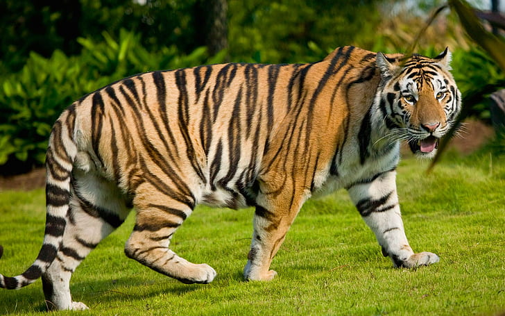 Широкоформатный тигр, HD обои