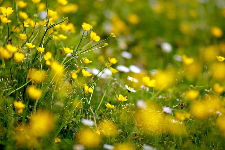 white and yellow flower field, flowers, yellow, glade, buttercups, HD wallpaper