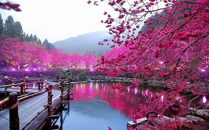Color rosa, Lago, Árboles, Puente, Hd Wallpaper 000213, Fondo de pantalla  HD | Wallpaperbetter