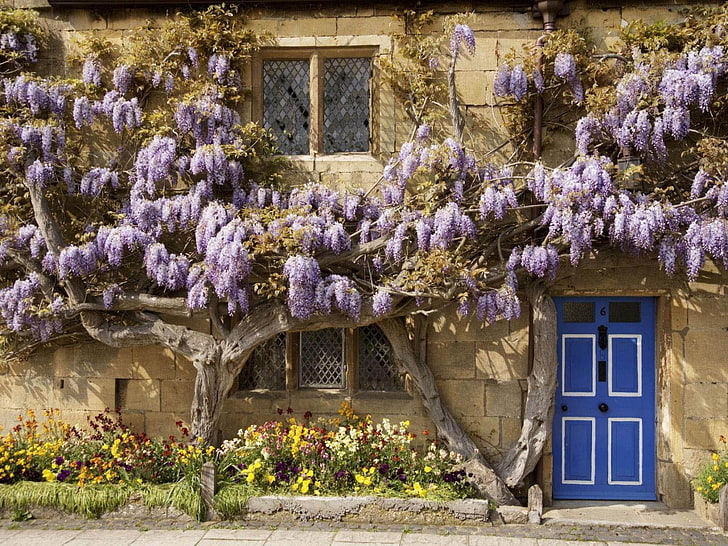 árbol floreciente púrpura, flor, árbol, flores, macizo de flores, casa, puerta, Fondo de pantalla HD