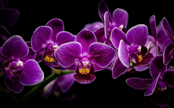 gałąź, czarne tło, orchidee, orchidea, SIRENIA, Tapety HD