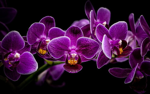 rama, fondo negro, orquídeas, orquídeas, SIRENIA, Fondo de pantalla HD HD wallpaper