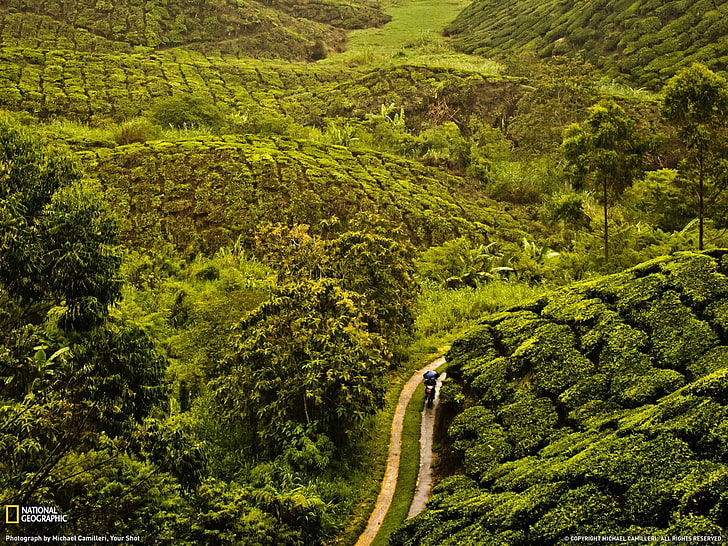 مزرعة الشاي ماليزيا-ناشيونال جيوغرافيك والبا .. ، صورة جوية للغابة، خلفية HD