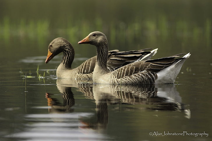 Birds, Greylag Goose, Animal, Bird, Pond, Reflection, Water, HD wallpaper