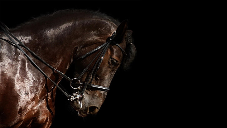 horse, HD wallpaper