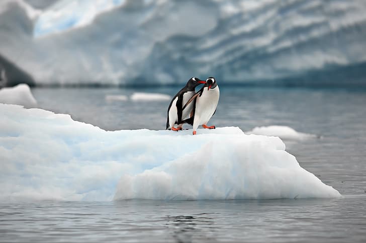 nature, the ocean, penguins, ice, floe, a couple, Alexander Perov, HD wallpaper