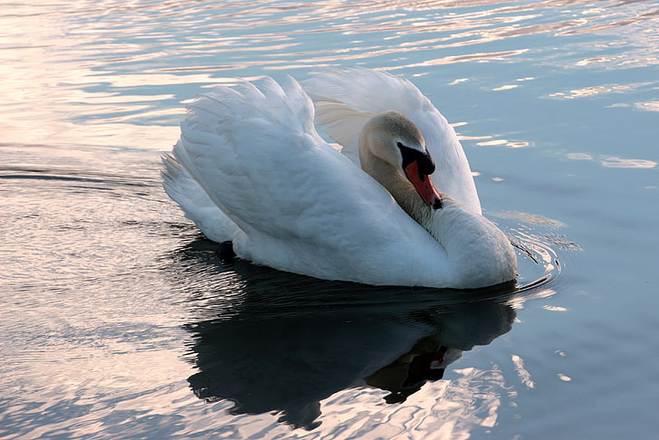 бяла патица, лебед, плуване, птица, вода, HD тапет