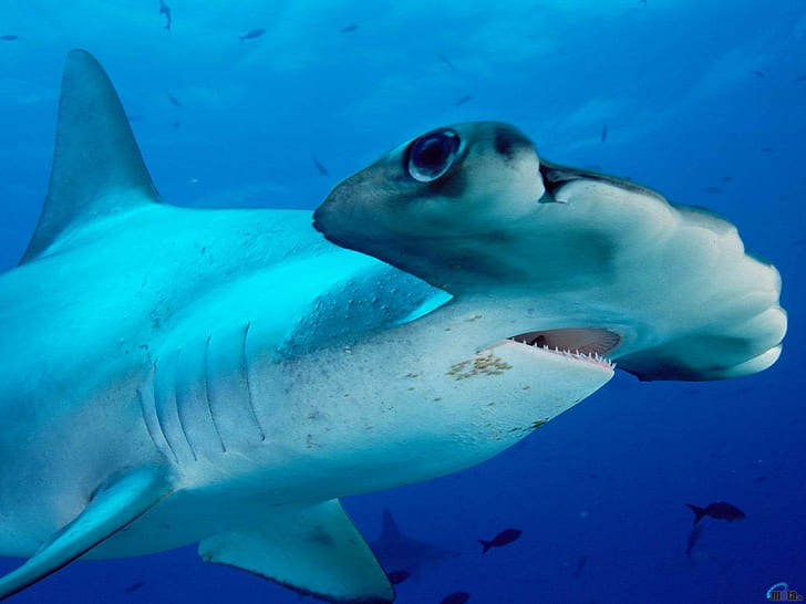 القرش تحت الماء والحيوانات، خلفية HD