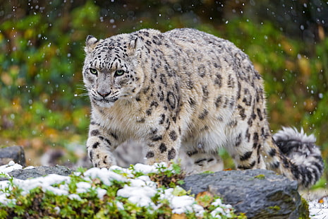 леопард, снежный барс, кот, хищник, снег, трава, HD обои HD wallpaper