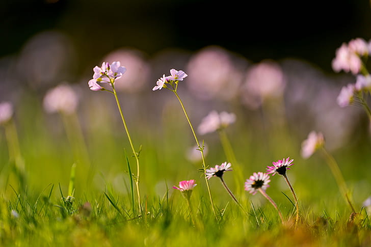 close up focus photo of pink-and-white petaled flowers surrounded with green grasses at daytime, daisies, daisies, Daisies, flowers, close up, focus, photo, white, grasses, daytime, grass  green, bokeh, dof, backlight, grüt, gossau, switzerland, nikon  d700, nature, flower, summer, meadow, plant, grass, outdoors, springtime, beauty In Nature, green Color, freshness, close-up, HD wallpaper