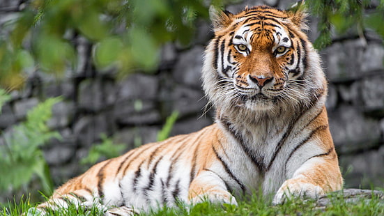 zoo-tiger-8k-7680x4320, HD-Hintergrundbild HD wallpaper