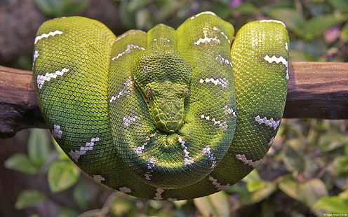 ular, boa pohon, boa constrictor, reptil, binatang, Wallpaper HD HD wallpaper