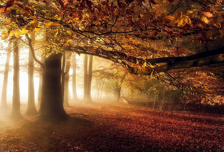 nature, landscape, fall, mist, forest, leaves, sunlight, trees, atmosphere, HD wallpaper