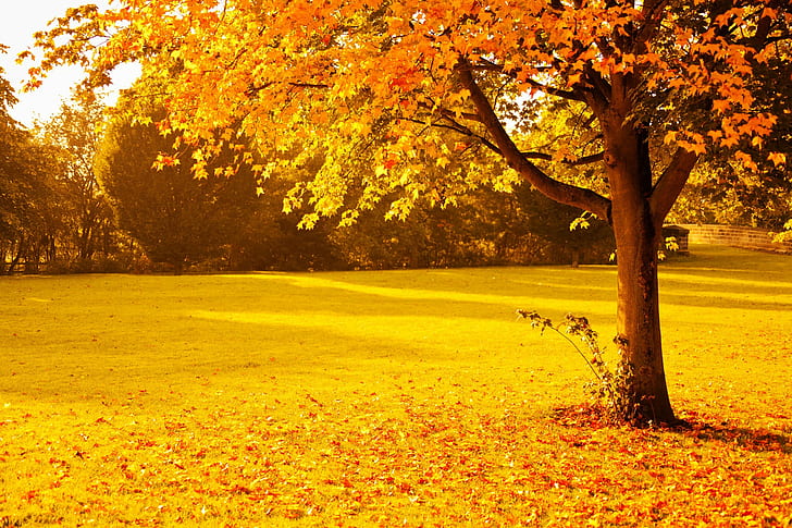 fall, foliage, gold, leaves, nature, orange, park, red, seasons, sunlight, sunset, trees, yellow, lights, HD wallpaper