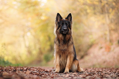 Anjing, Gembala Jerman, Wallpaper HD HD wallpaper