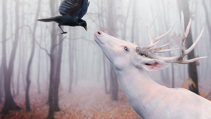arte digital de veado corvos albino manipulação de fotos, fantasia, HD papel de parede