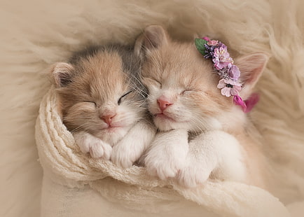 два коричневых котенка, животные, цветы, сон, шарф, пара, котята, мех, венок, HD обои HD wallpaper