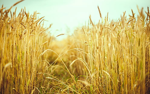 Campo di grano, estate, macrofotografia, grano, campo, estate, macro, fotografia, Sfondo HD HD wallpaper