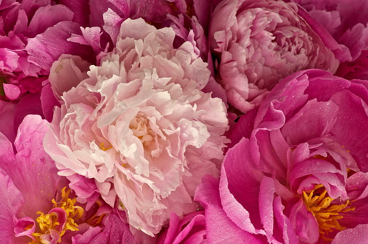 Peonies Pink, peonies, pink flowers, pink peonies, flowers, 3d and abstract, HD wallpaper