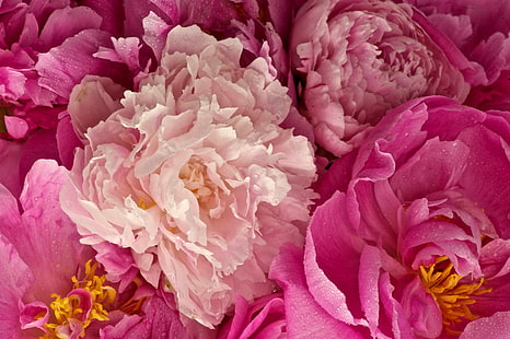 Peonies Pink, peonies, pink flowers, pink peonies, flowers, 3d and abstract, HD wallpaper HD wallpaper