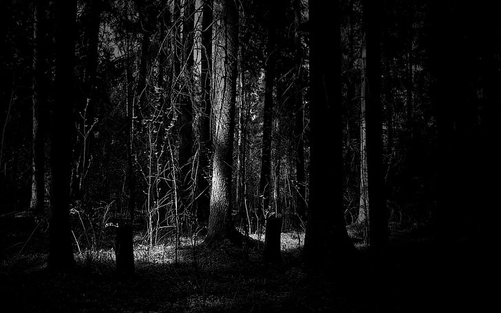 trees dark forest grayscale sunlight monochrome 1920x1200  Nature Forests HD Art , Trees, dark, HD wallpaper