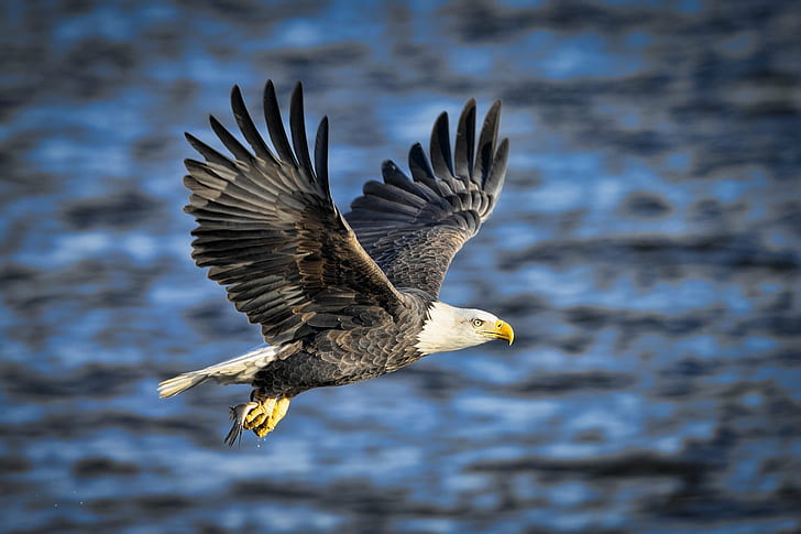pájaro, águila, extracción, pescado, pesca, vuelo, depredador, spray, alas, Fondo de pantalla HD