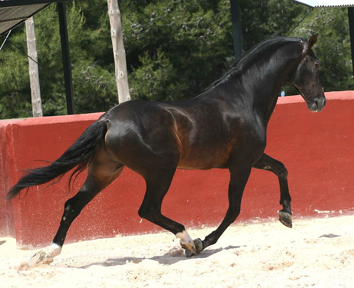 Playground 1, black horse, horses, andalusian, black, spanish, animals, HD wallpaper