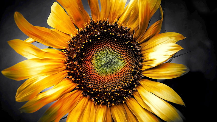 latar belakang desktop bunga matahari resolusi tinggi, Wallpaper HD