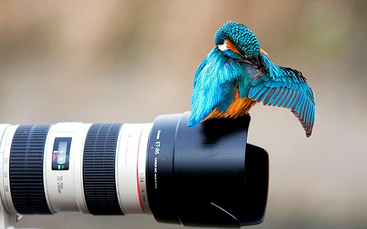 синя и оранжева птица, животни, природа, птици, рибар, Canon, камера, HD тапет