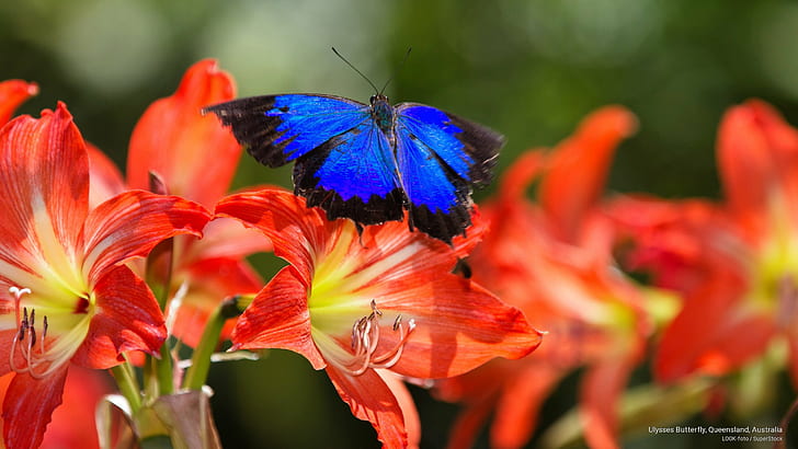 Ulysses Butterfly, Queensland, Australia, Hewan, Wallpaper HD
