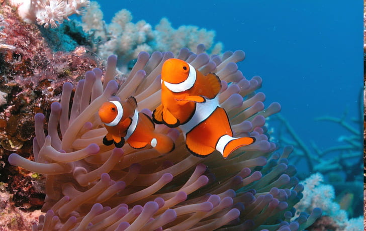 حيوانات طبيعة clownfish البحر شقائق النعمان، خلفية HD