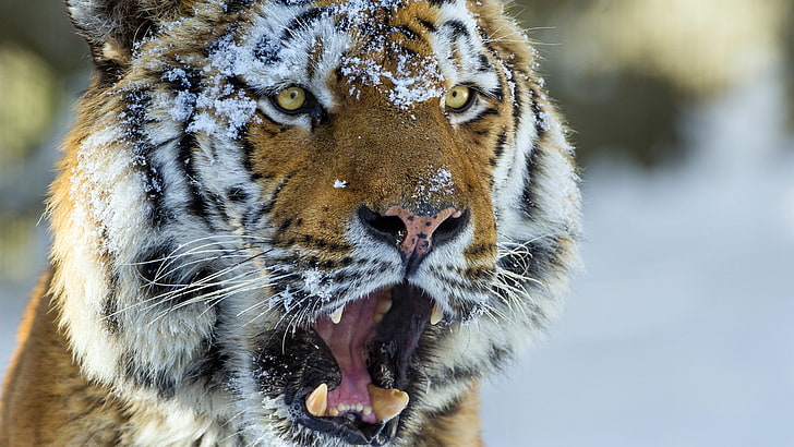 brüllender Tiger, HD-Hintergrundbild