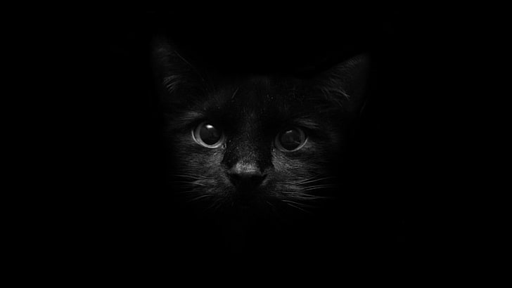 черна котка, котка, HD тапет