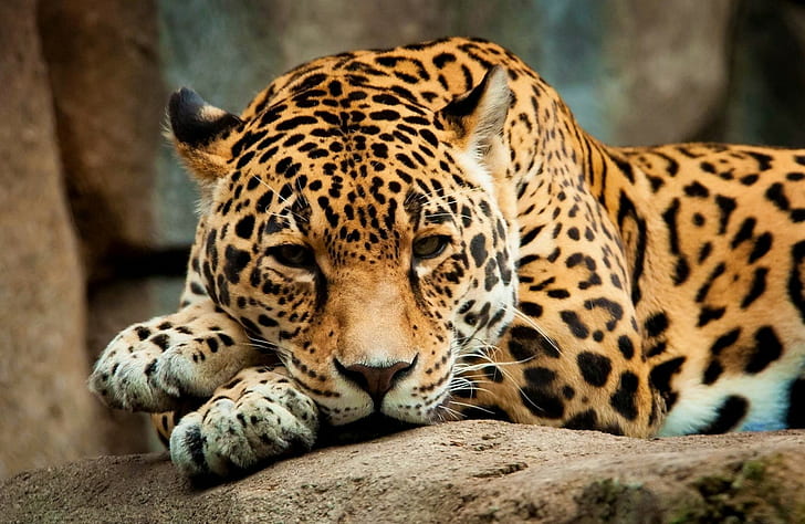 Leopard, Leopard (Tier), Katze, große Katzen, Tiere, HD-Hintergrundbild