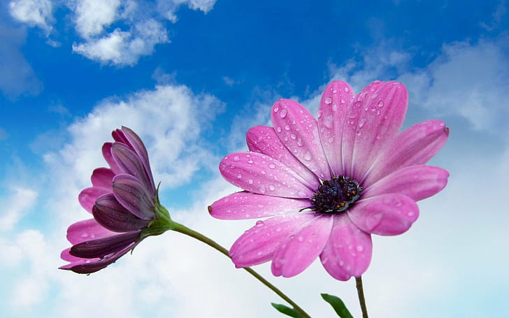 Красивый цветок с нежно-розовым голубым небом и белыми облаками Обои для рабочего стола Hd для мобильных телефонов и ноутбуков, HD обои