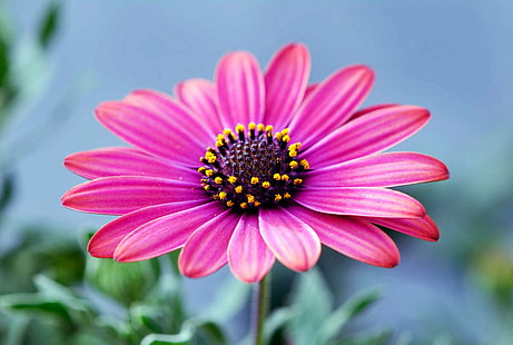 ピンクの花びらの花、クラウン、浅いフォーカス、写真、ピンク、花びら、花、フルール、植物、プランテ、自然、夏、デイジー、クローズアップ、ピンク色の浅いフォーカス写真、 HDデスクトップの壁紙 HD wallpaper