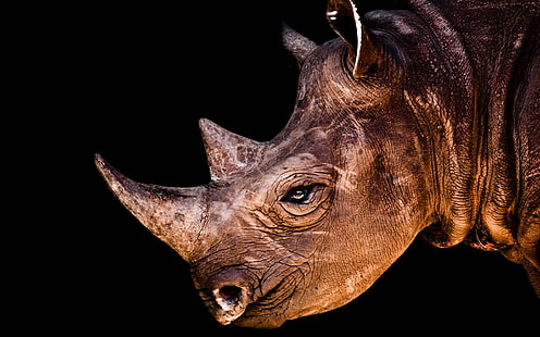 Носорог лица, носорог, HD обои HD wallpaper