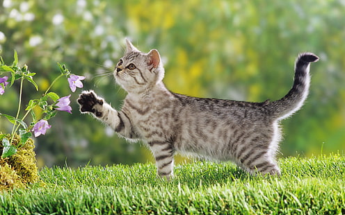British Shorthair Kitten, british, kitten, shorthair, Sfondo HD HD wallpaper
