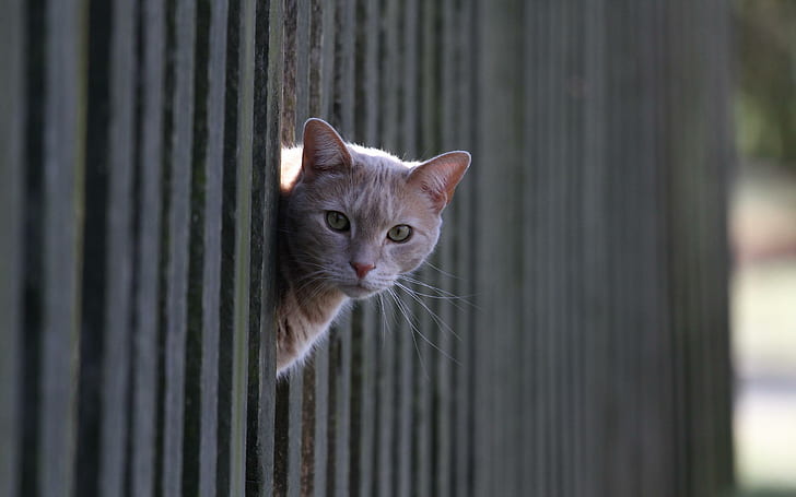 Cat looking from the fence, brown cat, animals, 2560x1600, fence, HD wallpaper