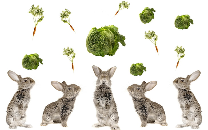 lima kelinci abu-abu dan sayuran daun hijau, kelinci, kol, makanan, indah, Wallpaper HD
